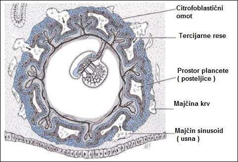 Слика 2: На слици видимо "обешеност" ембриона у мајчиној материци
