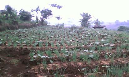 16 4. HASIL DAN PEMBAHASAN Kondisi Pertanaman Sayuran Lahan sayuran merupakan penggunaan lahan dominan di Desa Sukaresmi Kecamatan Megamendung, Kabupaten Bogor.