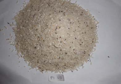 sering kita temukan pada butiran beras yang terserang, dalam keadaan rusak dan bercampur tepung dipersatukan oleh air liur larva sehingga kualitas beras menjadi rusak sama sekali (Kartasapoetra,
