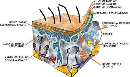Gambar Penampang kulit manusia beserta reseptor-reseptornya Penyusun utama dari bagian dermis adalah jaringan penyokong yang terdiri dari serat yang berwarna putih dan serat yang berwarna kuning.