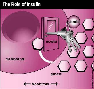 2.8 Terapi Obat Hipoglikemik 2.8.1 Terapi Insulin Insulin yang dikeluarkan oleh sel beta dapat diibaratkan sebagai anak kunci yang dapat membuka pintu masuknya glukosa ke dalam sel, untuk kemudian di