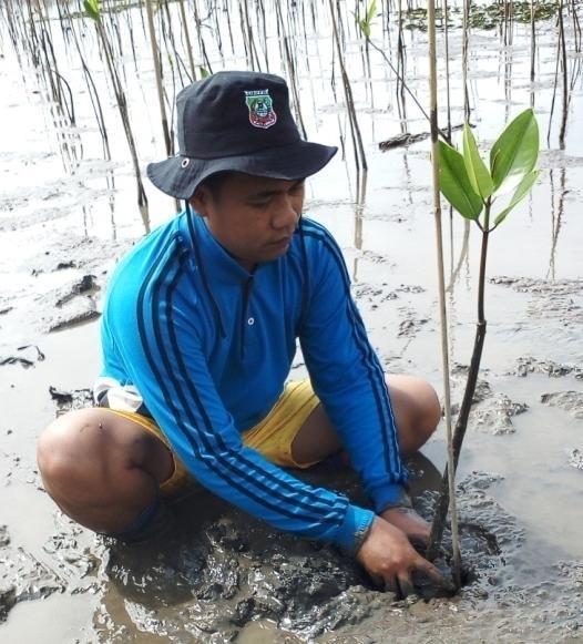 Bibit mangrove yang telah memperlihatkan akar dan telah memilki daun pada proses penyemaian kemudian dipindahkan kelokasi penanaman oleh masyarakat Desa Alo-Alo.