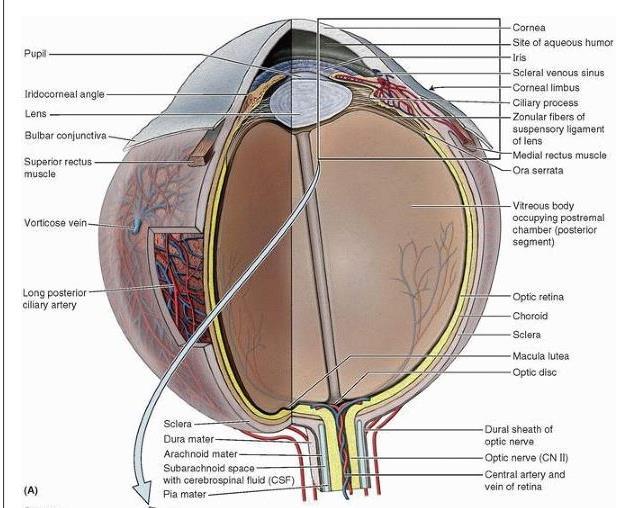 6 2.1.2 Anatomi Mata Mata merupakan organ penglihatan yang terdiri dari bola mata dan optic nerve. Bola mata terdiri dari 3 bagian yaitu ; 1. Lapisan fibrous (outer) : kornea dan sklera 2.