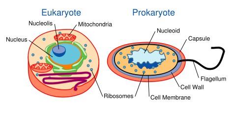 Setiap organisme tersusun dari salah satu diantara dua jenis sel yang secara struktural berbeda, sel prokariotik dan sel eukariotik.