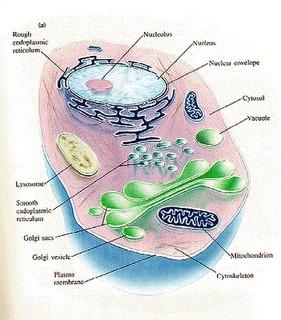 Gbr. Penampang Sel. Sitoplasma ditunjukkan berwarna pink, Nukleus Nukleus ini umumnya paling mencolok pada sel eukariotik. Rata-rata diameternya 5 µm.