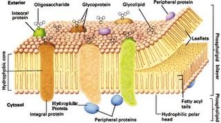 suatu massa yang terdiri dari butiran dan serabut berwarna pekat yang menempel pada bagian kromatin. (2). Nukleoplasma (cairan inti) merupakan zat yang tersusun dari protein. (3).