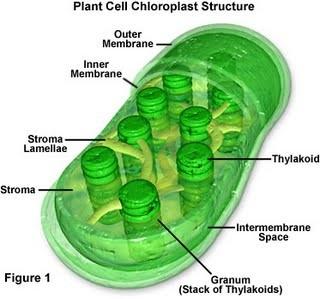 Kloroplas merupakan plastida berwarna hijau.