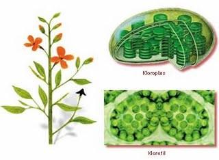 makanan bagi tetumbuhan. Kloroplas memperbanyak diri dengan memisahkan diri secara bebas dari pembelahan inti sel.