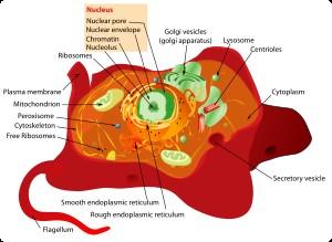 Diagram tiga dimensi sel hewan, termasuk organelnya. Sel manusia berdiameter 10-20 μm. Sel hewan adalah nama umum untuk sel eukariotik yang menyusun jaringan hewan.