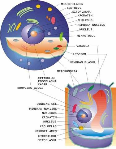 Robert Brown mengemukakan bahwa Nukleus (inti sel) adalah bagian yang memegang peranan penting dalam sel, Rudolf Virchow mengemukakan sel itu berasal dari sel (Omnis Cellula E Cellula).