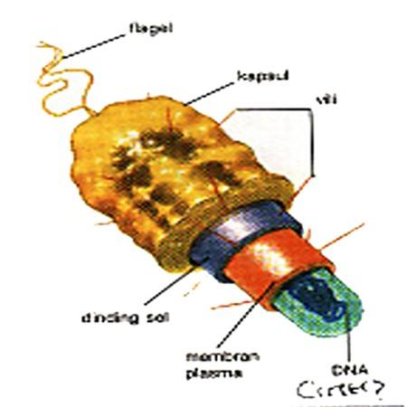 Selaput sitoplasma atau membran sel bakteri berfungsi dalam seleksi dan pengangkutan larutan ke dalam sel; berperan dalam transfer elektron dan fosforilasi oksidatil; pada bakteri aerob berperan
