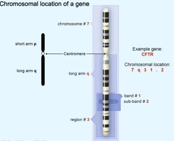 Gen CTFR berlokasi di lengan