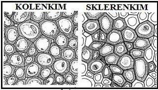 Kolenkim vs Sklerenkim Keduanya menyokong struktur Keduanya mpy dinding sel yg tebal