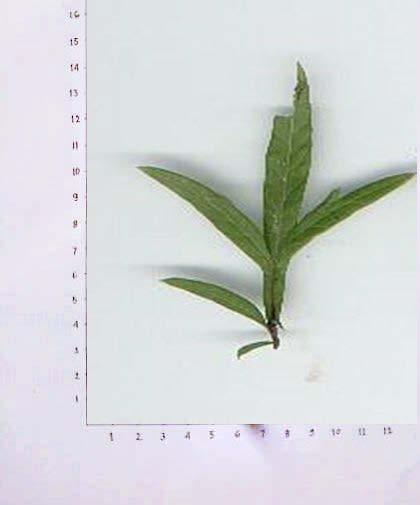 daun binara (Artemisia
