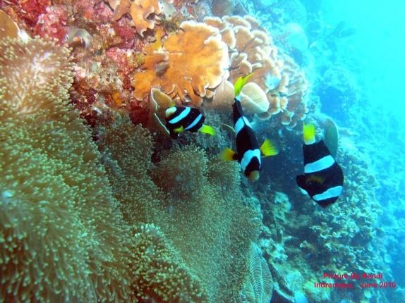 Pulau Biawak mempunyai potensi alam yang menyimpan keindahan dan keunikan tersendiri karena mempunyai pesona bawah laut yang menawan dan kehadiran fauna pantai yang beragam termasuk