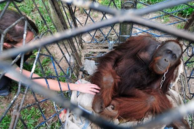 3. Nasib Si Orang yang Kehilangan Hutan Nasib Si Orang yang Kehilangan Hutan Orangutan Sumatra sampai sekarang terus menjadi korban, tersingkir karena aktivitas penebangan.