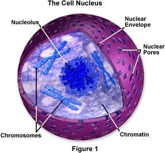 Nukleus Pusat kontrol sel Merupakan organel yang paling mudah terlihat dibawah mikroskop umumnya 1 per sel (kecuali sel otot).