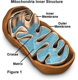 Mitokondria Tempat produksi energi Respirasi