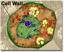 Dinding Sel Terdapat pada sel tumbuhan dan sel bakteri Rigid, batas pelindung Fungsi: memberikan suport dan perlindungan