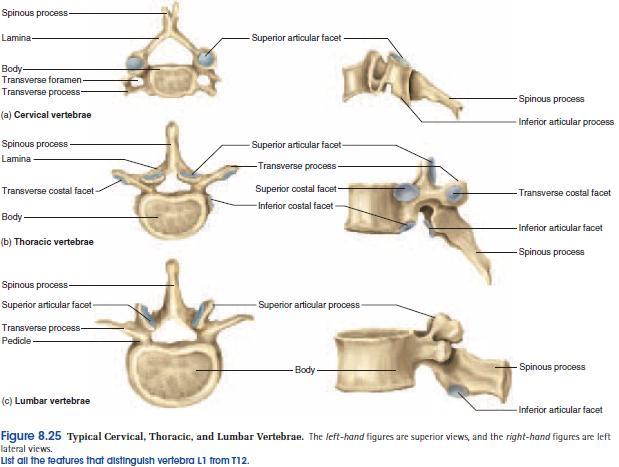 vertebra yang memiliki 7 ruas adalah