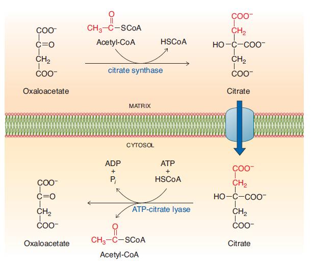 Asetil-KoA tidak bisa menembus membran mitokondria.
