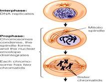 hilang Reproduksi Sel Sel telur + sel sperma membelah, berdiferensiasi bayi Sel mengetahui kapan harus berhenti!