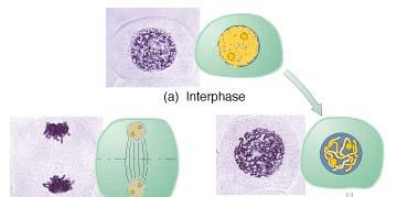Mitosis Meiosis Gudang kimia dan senjata sel = Vacuoles