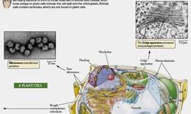 Sel Tumbuhan TUMBUHAN vs HEWAN Sel Hewan - Struktur spesifik : 1. Dinding sel 2. Vakuola pusat 3. Berbagai plastida Structure Prokaryotes Plants Animals A.