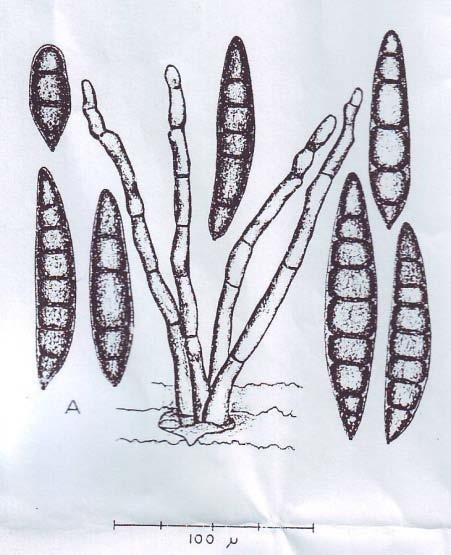 Jamur helminthosporium sp - Helminthosporium oryzae padi