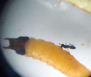 2. Siklus Hidup Parasitoid ini berwarna hitam, bertubuh kecil, panjang 1,5 2,00 mm. Stadia telur lamanya ± 2 hari, larva 5-8 hari dan pupa 7-11 hari.