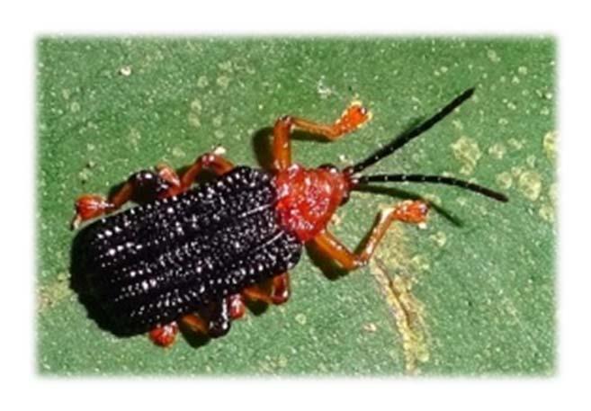 Pengorok Daun (Gonophora xanthomela) Sinonim: Agonita spathoglottis Kumbang berukuran 6 mm, terdapat tanda hitam dan oranye. Telur diletakkan pada permukaan bawah daun dan ditutupi kotoran.