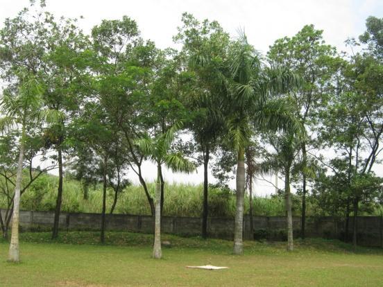 Pohon yang dimaksud adalah Acacia mangium, Paraserianthes falcataria, dan Samanea saman.