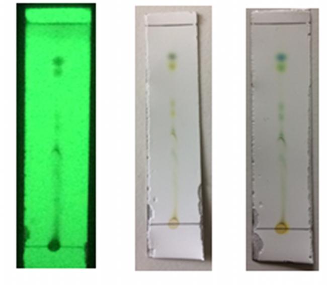 ekstrak etil asetat daun mangga bapang yang masih menghambat Propionibacterium acnes pada konsentrasi 6 mg/ml. dengan diameter 8,3 mm. Gambar 3.