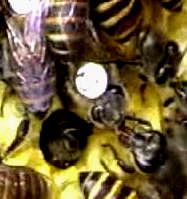 pemberi nektar Gambar 13 Perilaku lebah pekerja A.
