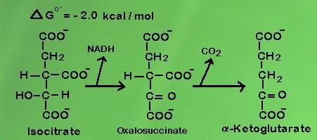 Lalu CO 2 meninggalkan oksalosuksinat yang kemudian berubah menjadi α- ketoglutarat. Reaksi ini menghasilkan NADH.