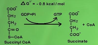 GTP dihasilkan oleh beberapa reaksi thioester dan fosforilasi dari GDP.