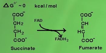 Gambar 8 Tahap ketujuh reaksi Tahap kedelapan, fumarat menjadi L-malat dengan melibatkan enzim L- malase, dimana