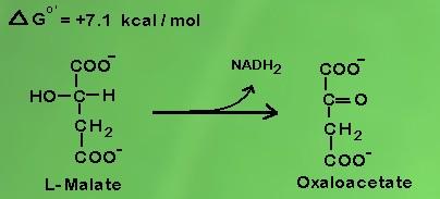 Gambar 10 Tahap kesembilan reaksi Tahap terakhir, reaksi oksaloasetat dengan asetil ko-a menjadi sitrat dengan