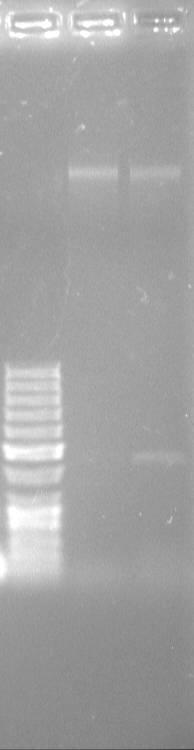 Gel Electrophoresis RT-PCR htert 1 2 3 1 Molecular weight marker 2 HSC-3 htert product 3 HSC-4 htert