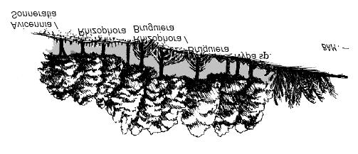 d. Zona transisi antara hutan mangrove dengan hutan dataran rendah, biasa ditumbuhi oleh Nypa fruticants dan beberapa jenis palem lainnya. Secara umum pola zonasi mangrove dapat dilihat pada Gambar 2.
