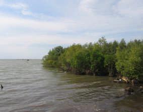 foto Uraian 1 Ketebalan hutan (tanaman) mangrove masih 30 m sampai