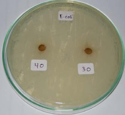 Buah Jengkol terhadap Bakteri Escherichia coli
