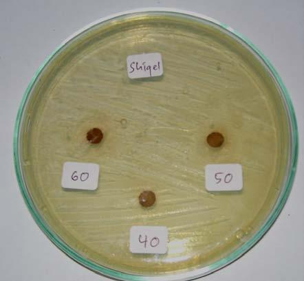Jengkol terhadap Bakteri Shigella dysenteriae E.