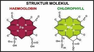A. KLOROFIL Klorofil merupakan pigmen hijau yang terdapat pada tanaman dan rumput