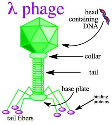 Macam-macam vektor Plasmid Bakteriofag Kosmid