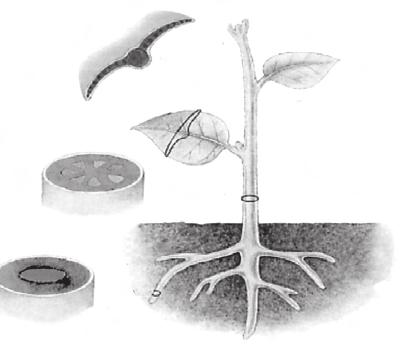 Sistem pengangkut pada tumbuhan tersusun oleh jaringan