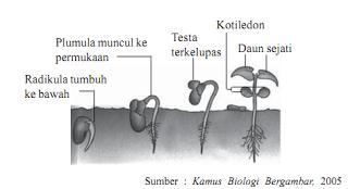 1. Perkecambahan terjadi karena pertumbuhan radikula (calon akar) dan pertumbuhan plumula (calon batang). 2. Faktor yang memengaruhi perkecambahan adalah air, kelembapan, oksigen, dan suhu. 3.
