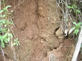 Tanah yang berasal dari batuan induk batu kapur dan tuffa vulkanik serta kandungan organiknya rendah disebut tanah