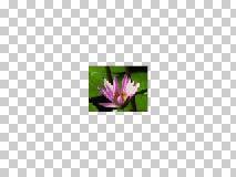 sebagai contoh dapat kita praktekkan cara sebagai berikut: 1. Menggunakan gambar Water lilies.jpg, kita membuat selection dengan marquee tool (Gambar 4.22A) 2. Buka menu Select > Feather.