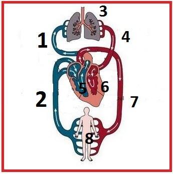 Perhatikan gambar berikut ini! Aliran darah yang mengandung oksigen dari paru-paru ke seluruh tubuh ditunjukkan oleh nomor. a. 1 3 4 6 7 c. 3 4 6 7-8 b.